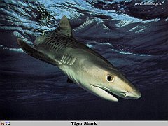 GCSR047-Tiger_Shark copia